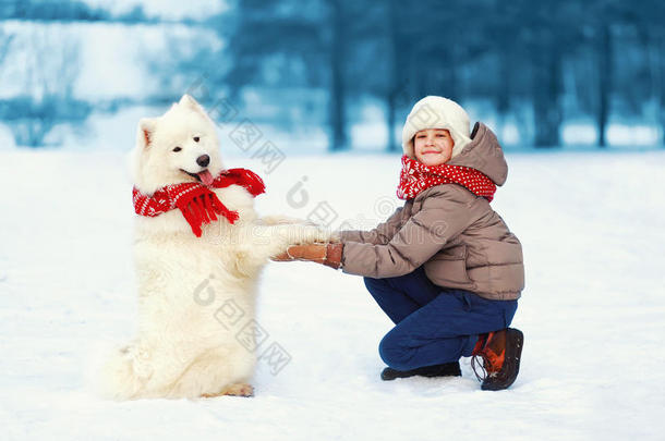 一个快乐的少年男孩在公园里和白色的<strong>萨摩</strong>耶狗玩耍，积极的狗给主人爪子