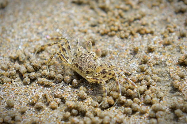 克拉比<strong>沙滩</strong>上一只<strong>螃蟹</strong>的特写镜头