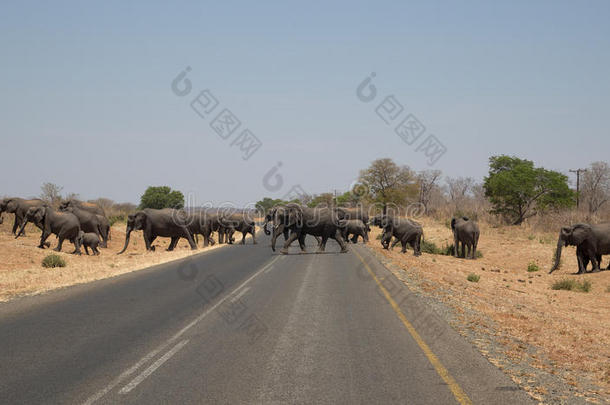 非洲的大象横穿<strong>马路</strong>