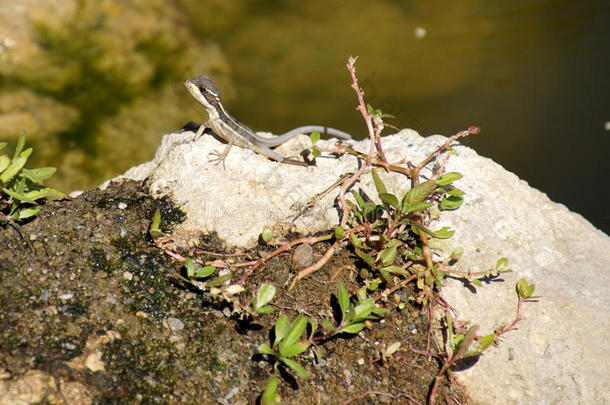在池塘边的岩石上晒太阳的蜥蜴
