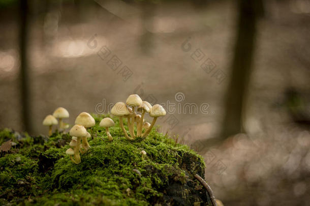 在一棵长满苔藓的枯树上长着可爱的小蘑菇