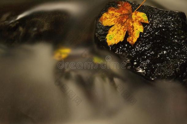 在溪流中飘落的破碎的黄色枫叶。 秋天丢弃在潮湿的拖鞋石上，在寒冷的模糊的水中