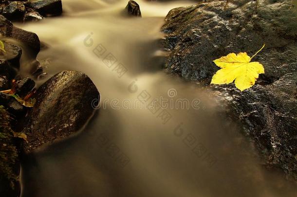 在溪流中飘落的破碎的黄色枫叶。 秋天丢弃在<strong>潮</strong>湿的拖<strong>鞋</strong>石上，在寒冷的模糊的水中