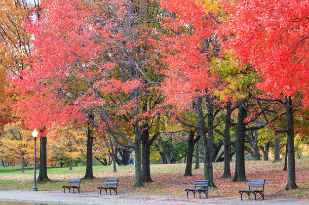 华盛顿特区公园的秋天