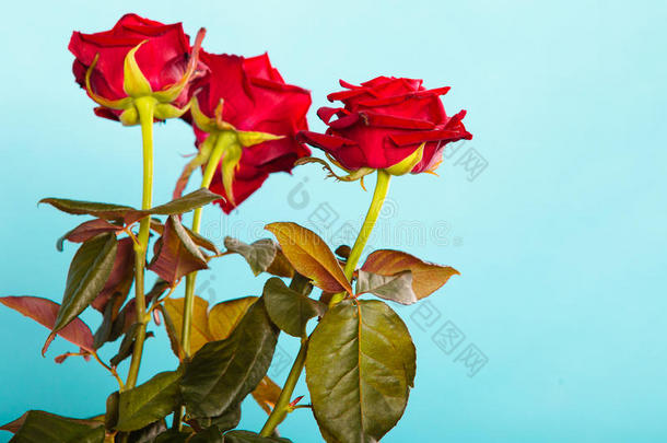 一束<strong>盛开</strong>的<strong>红玫瑰</strong>蓝色的花朵