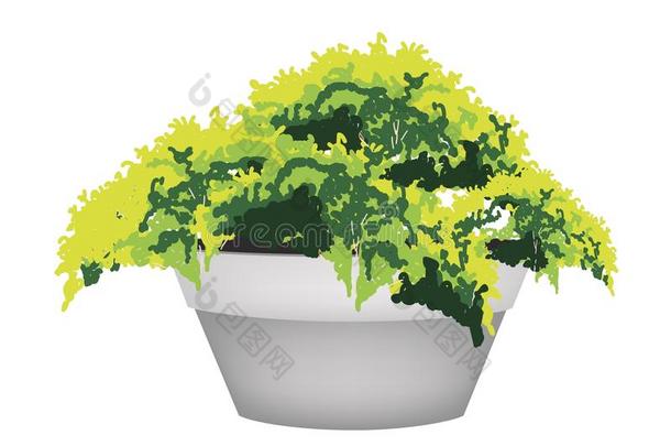 花盆常绿植物插图