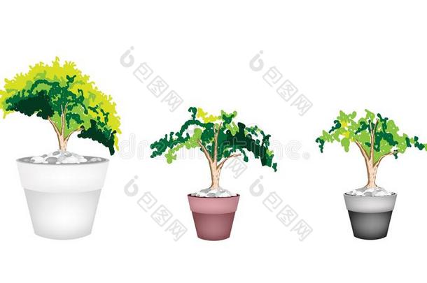 陶土花盆中的三种常绿植物