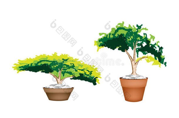 陶土花盆中的两种常绿植物