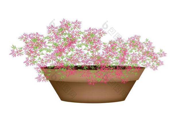 花盆里美丽的粉红色开花植物
