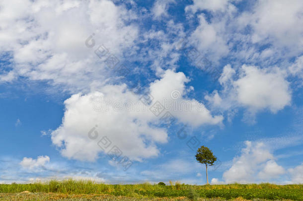 独树一帜的田野景观