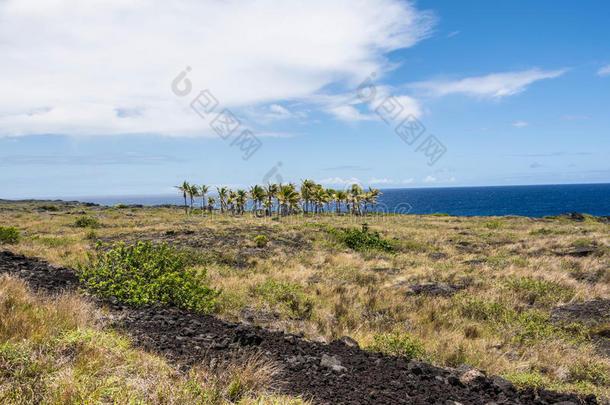 夏威夷棕榈树上的熔岩流