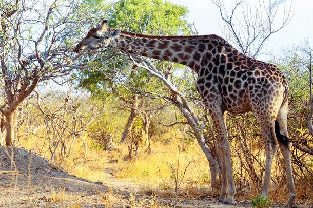 成年长颈鹿在树上吃草