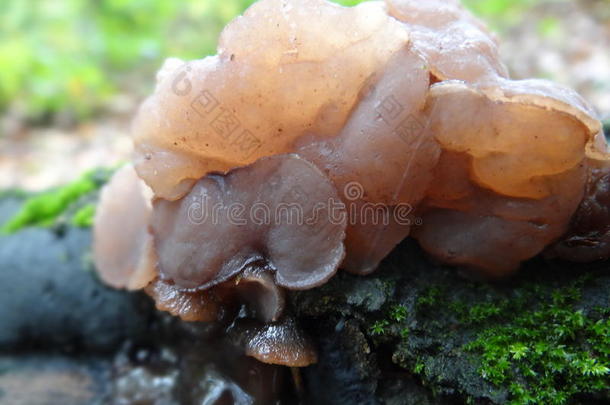 粘褐色蘑菇