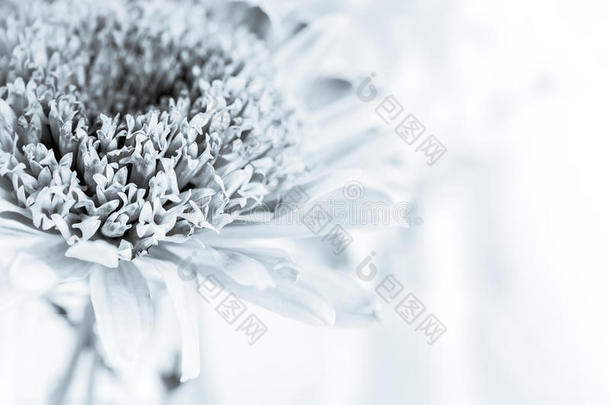 白菊花瓣