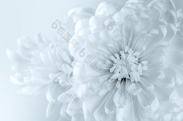 白菊花瓣