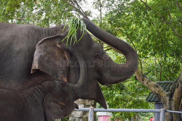 泰国小象向妈妈乞讨食物