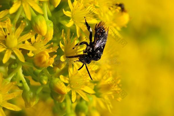 凤尾草花上的蜜蜂甲状腺素