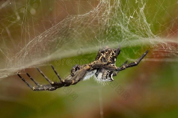 悬挂在蛛网上的桔梗蜘蛛