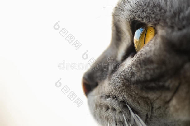 猫眼宏特写英式短毛银色花斑猫