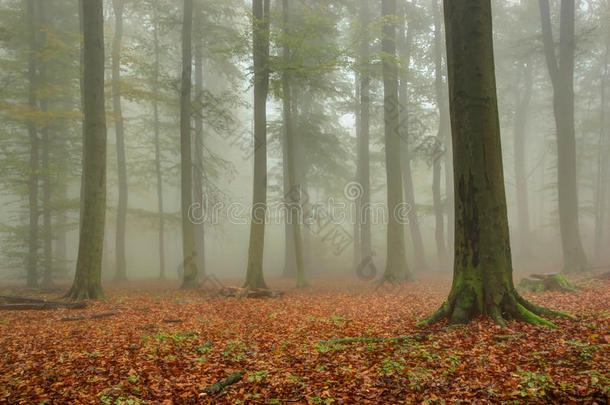 秋天的雾林