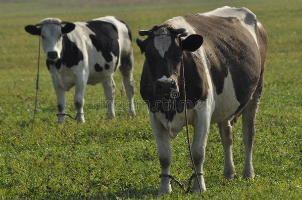 奶牛在<strong>草地</strong>上吃草。特写镜头。<strong>农场</strong>动物