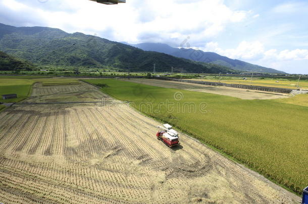 水稻收获期