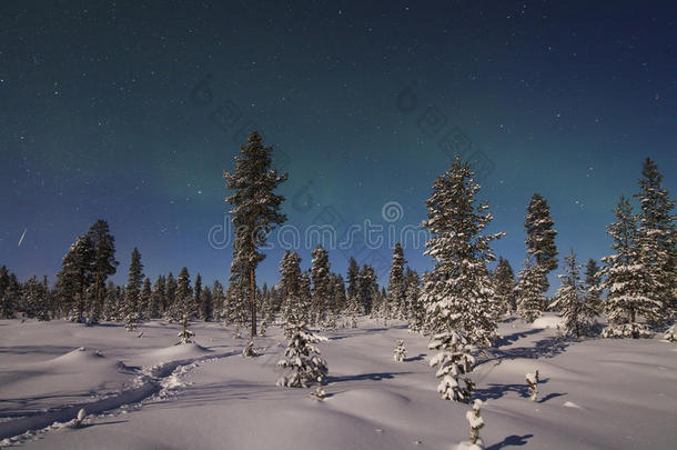 美丽的北极光覆盖着森林和白雪覆盖的树