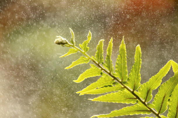 有水雾的热带绿色蕨类植物