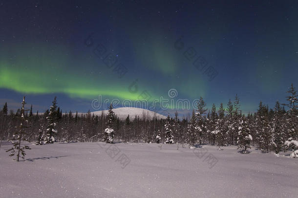 美丽的北极光覆盖着森林和白雪覆盖的树