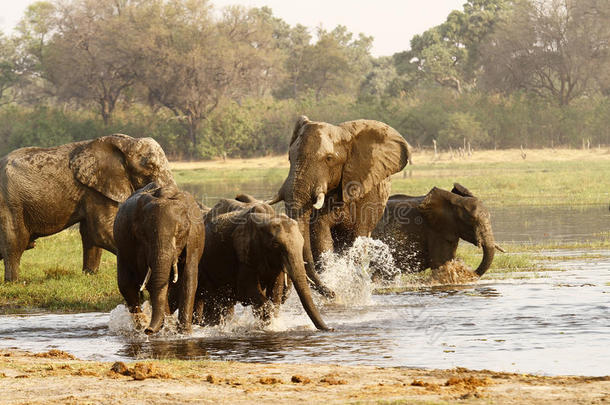 非洲象群在奥科万戈喝酒