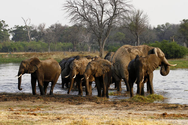 非洲象群在奥科万戈喝酒