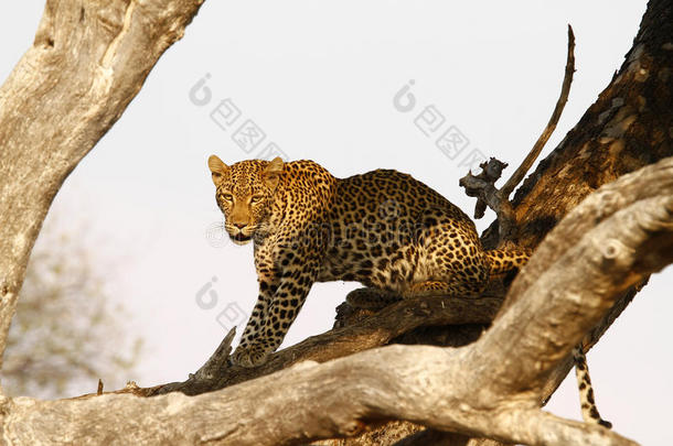 <strong>高高挂</strong>在树上的非洲豹