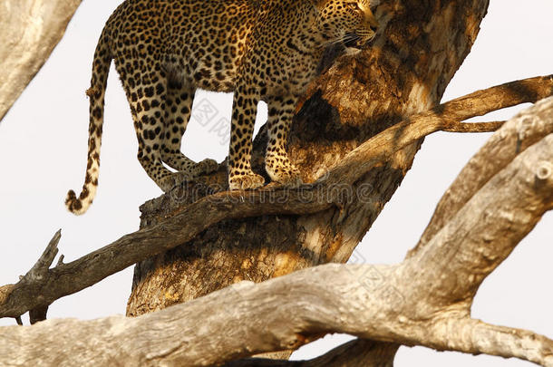 高高挂在树上的非洲豹