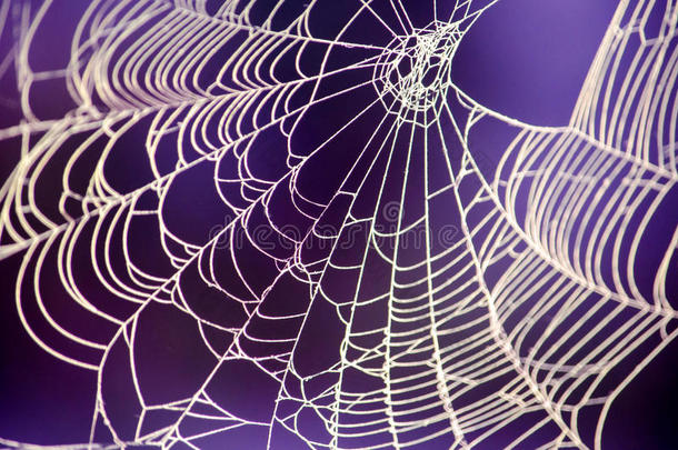 紫色背景下诡异的蜘蛛网