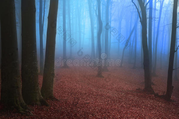 蓝色的雾和<strong>诡异</strong>的树木