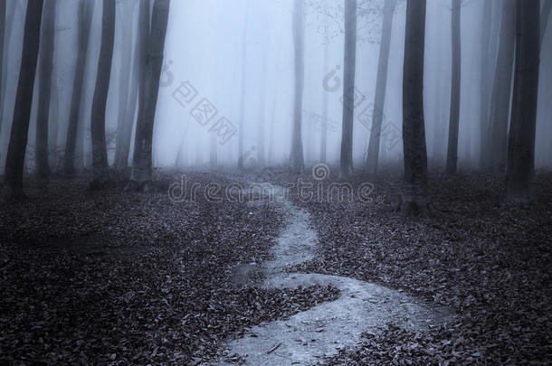 蓝色雾林中蜿蜒的小路