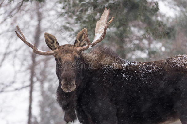 在暴风<strong>雪中</strong>有角的大驼鹿在暴风<strong>雪中</strong>有角的大麋鹿