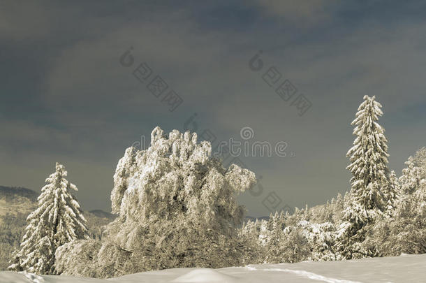 雪景如画的树木