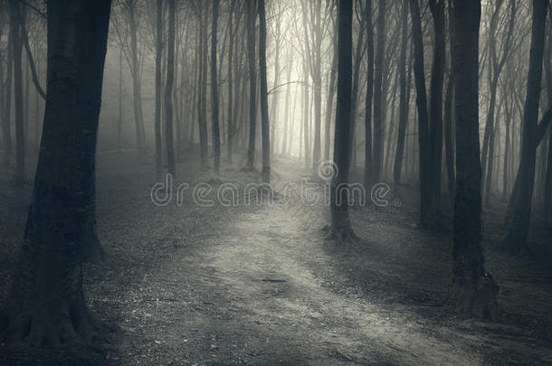 神秘的雾<strong>森林</strong>，<strong>童话</strong>般的模样