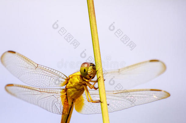 蜻蜓画像-黄蜻蜓