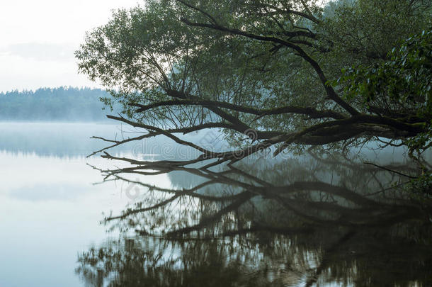 水雾中美丽的树