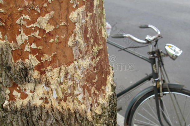 树和旧自行车