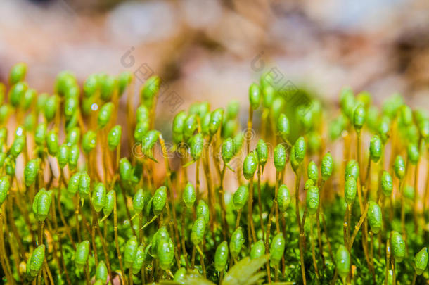 软聚焦中的苔藓特写镜头