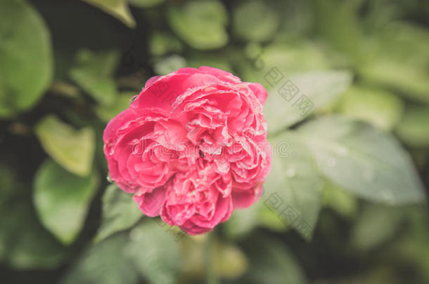 温暖色调的玫瑰复古花朵