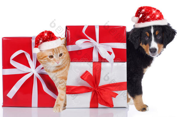 带圣诞帽和礼物的<strong>猫</strong>和狗