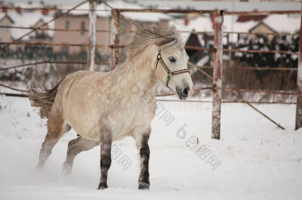 可爱的小马在雪地里飞驰