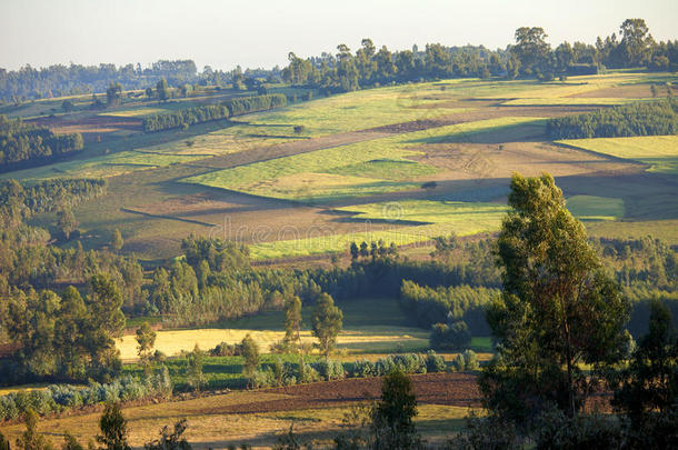 埃塞俄比亚的农场