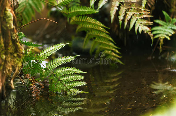 蕨类<strong>植物</strong>在<strong>水中</strong>叶子。森林。