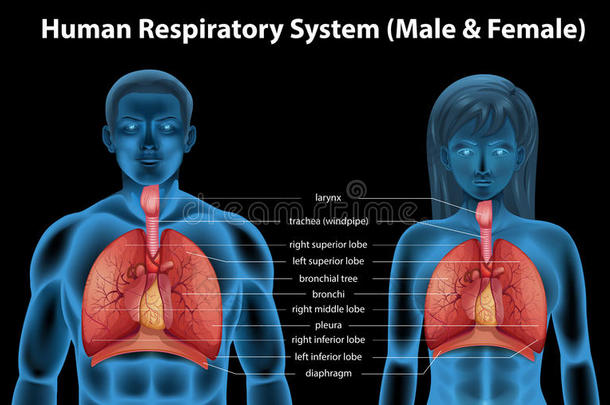 人体呼吸系统