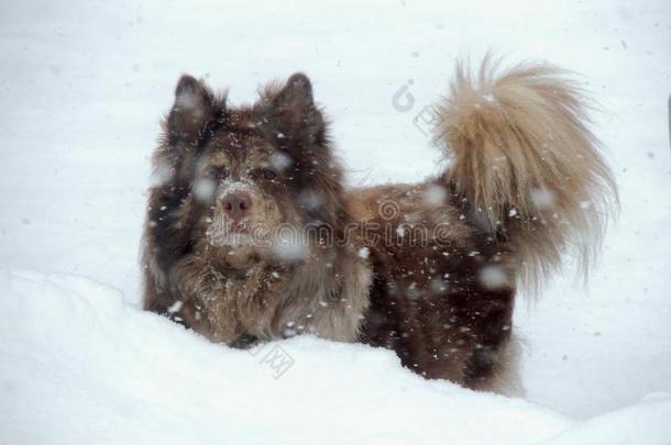 顽皮的澳大利亚牧羊犬在雪地里奔跑